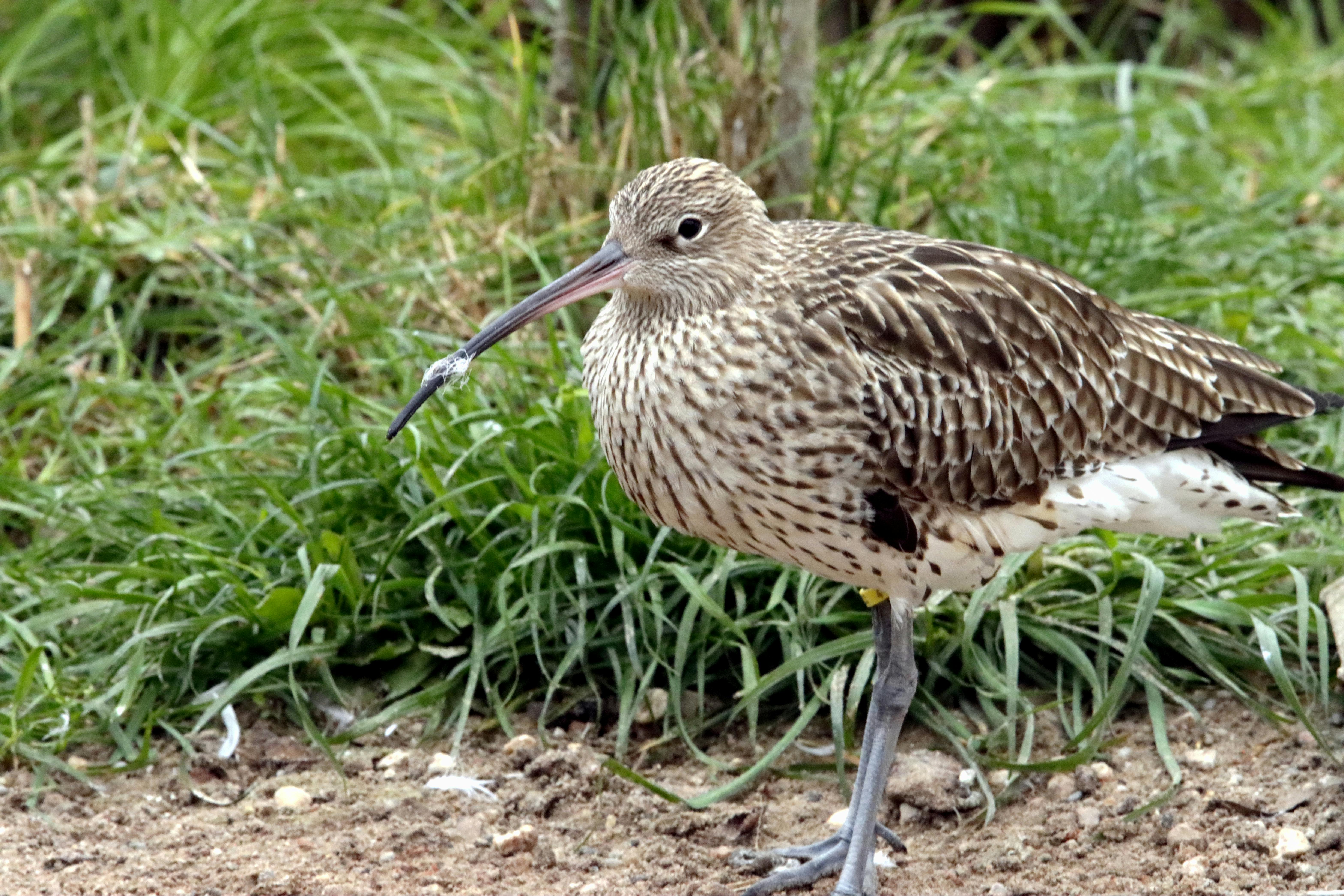 Curlewis, New South Wales