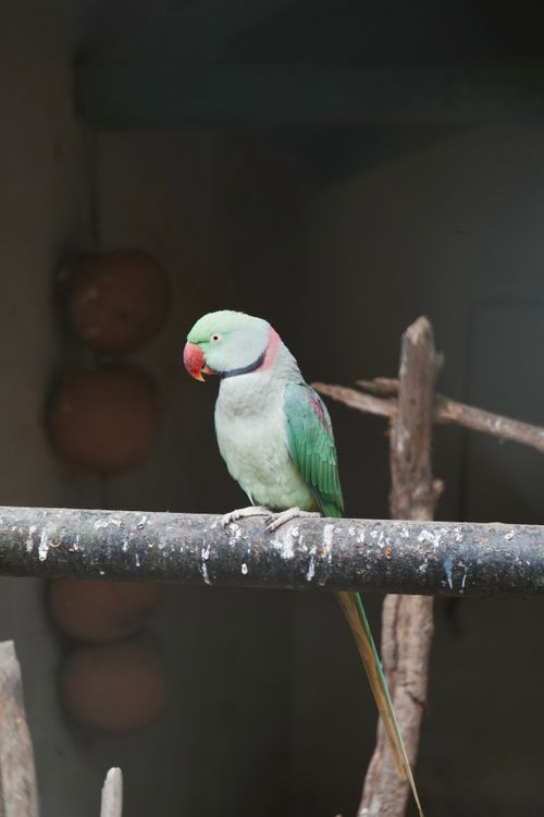 Free Vibrant parrot sitting on a branch indoors with a soft glow, showcasing vivid plumage. Stock Photo