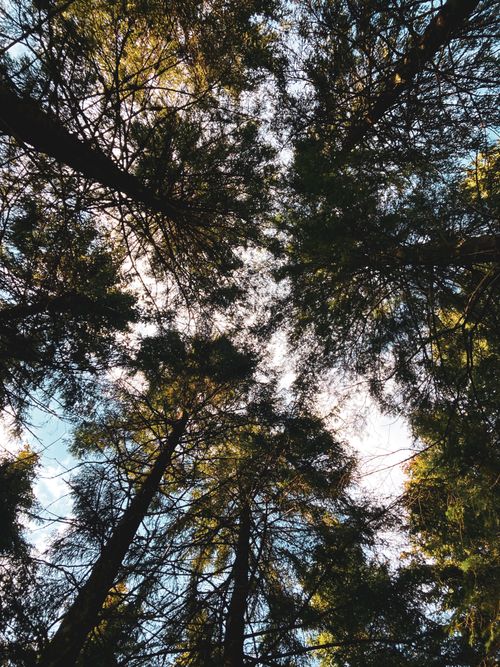 Free A stunning view of a forest canopy with sunlight filtering through tall trees. Stock Photo