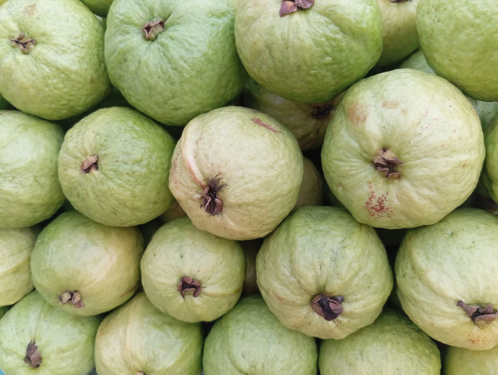 Kandungan Vitamin C dalam Jambu Biji Lebih Tinggi dari Jeruk
