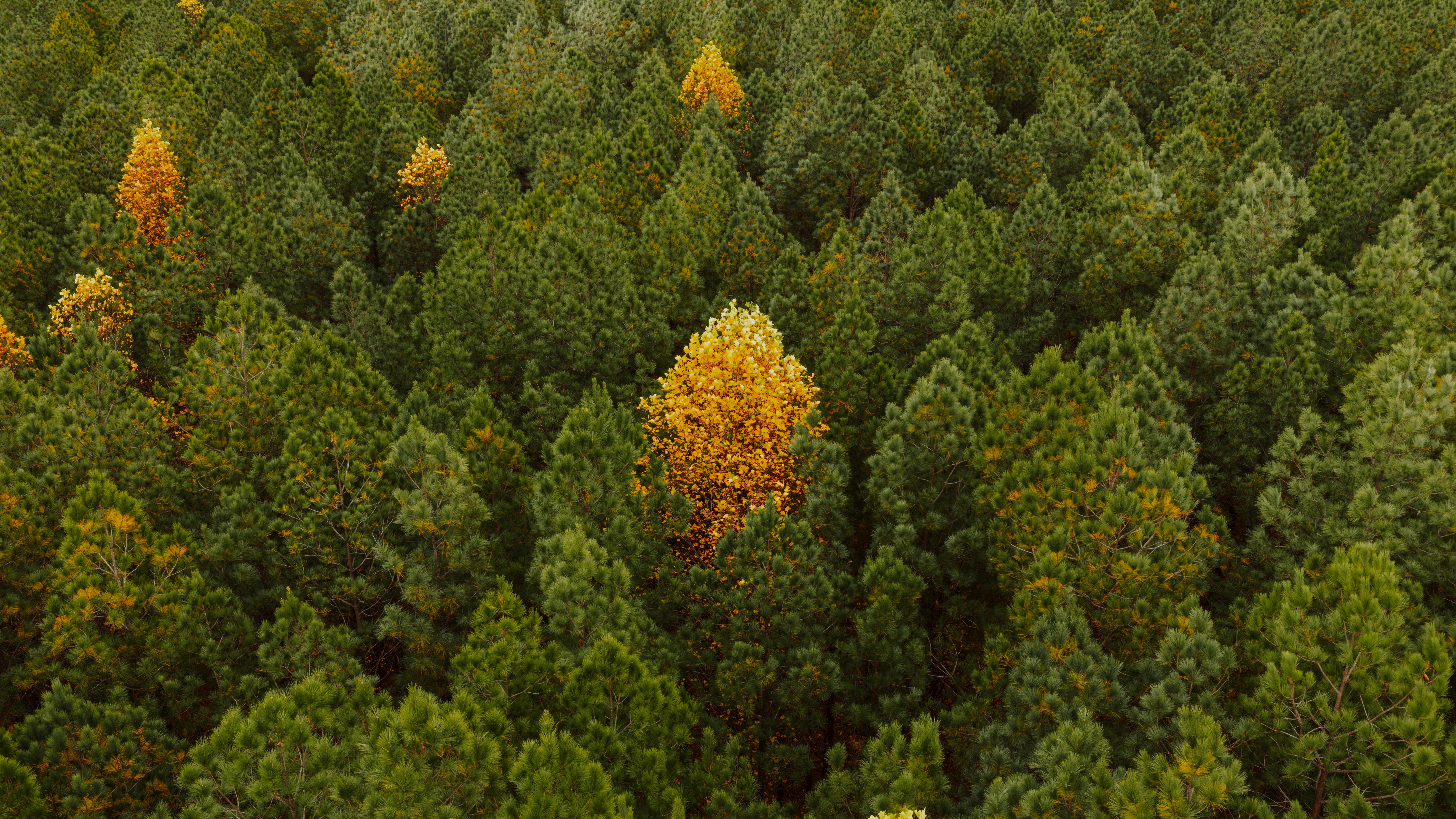 生活：嘉義建城321周年 「優木良品」點亮木都文化新高度