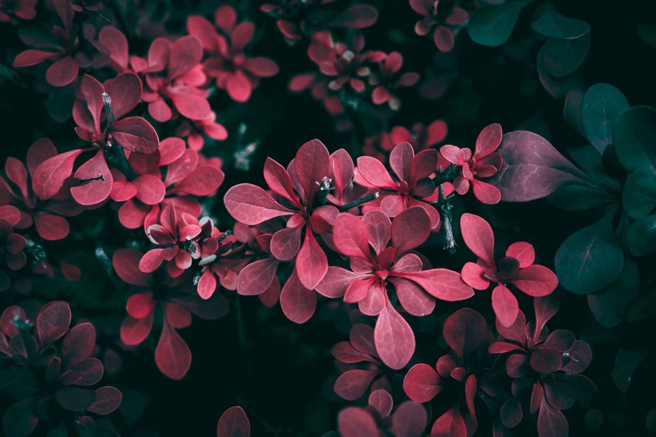 detailed view of vivid red barberry leaves against a dark background s