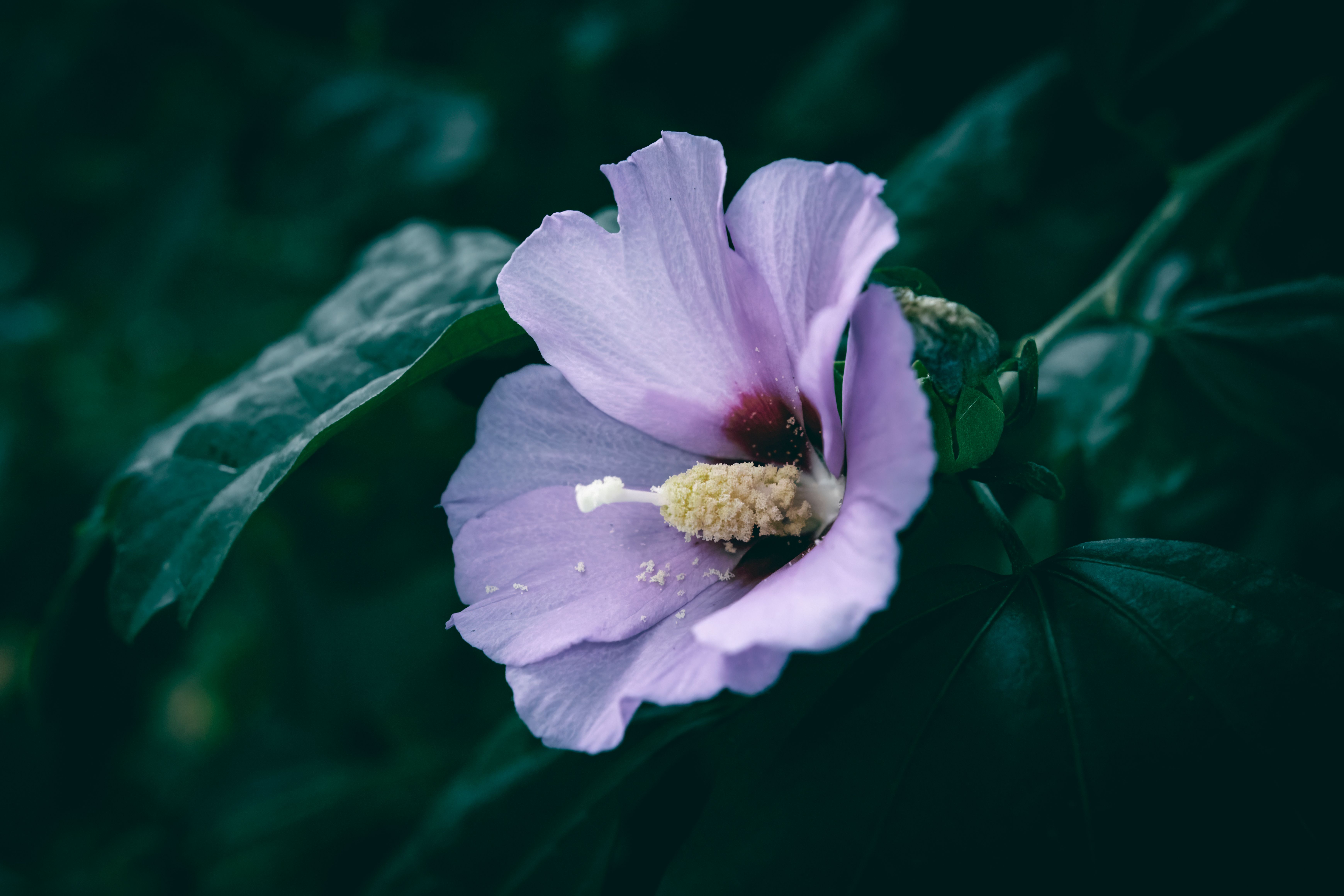 Hibisco muda de cor: cientistas desvendam mecanismo genético e microbiano por trás do fenômeno