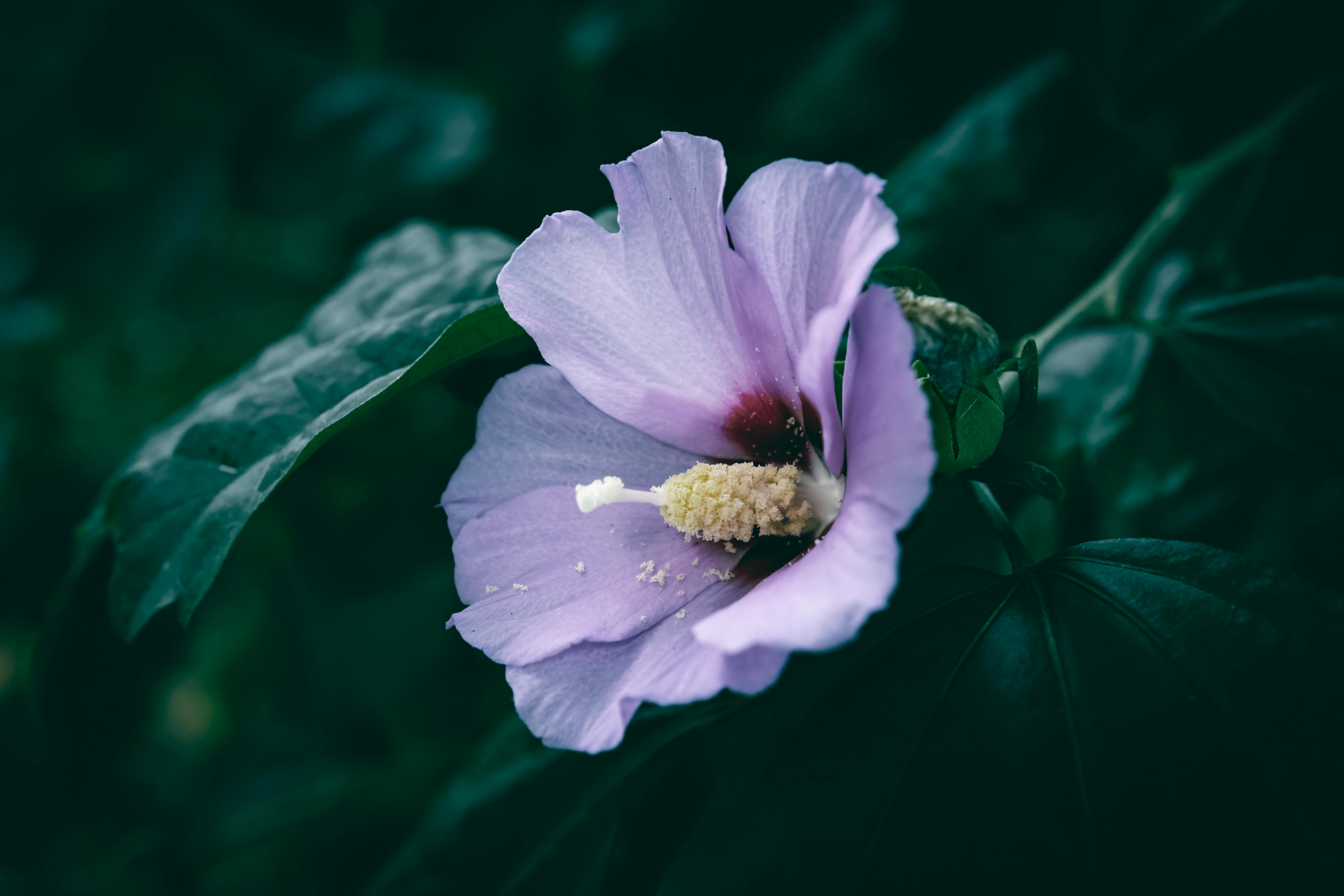 Rose Of Sharon Photos, Download The BEST Free Rose Of Sharon Stock Photos \u0026  HD Images, image size:6960x4640