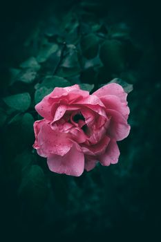 Close-up of a vibrant pink rose with dew drops, set against a dark, moody background.