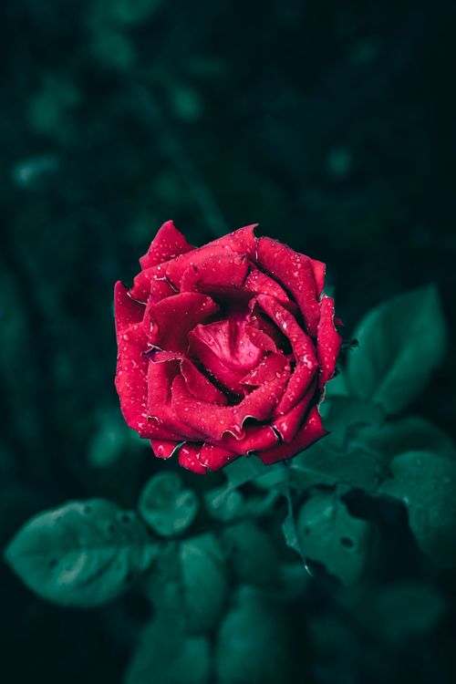 Free Close-up of a vibrant red rose with raindrops against a dark green background. Stock Photo