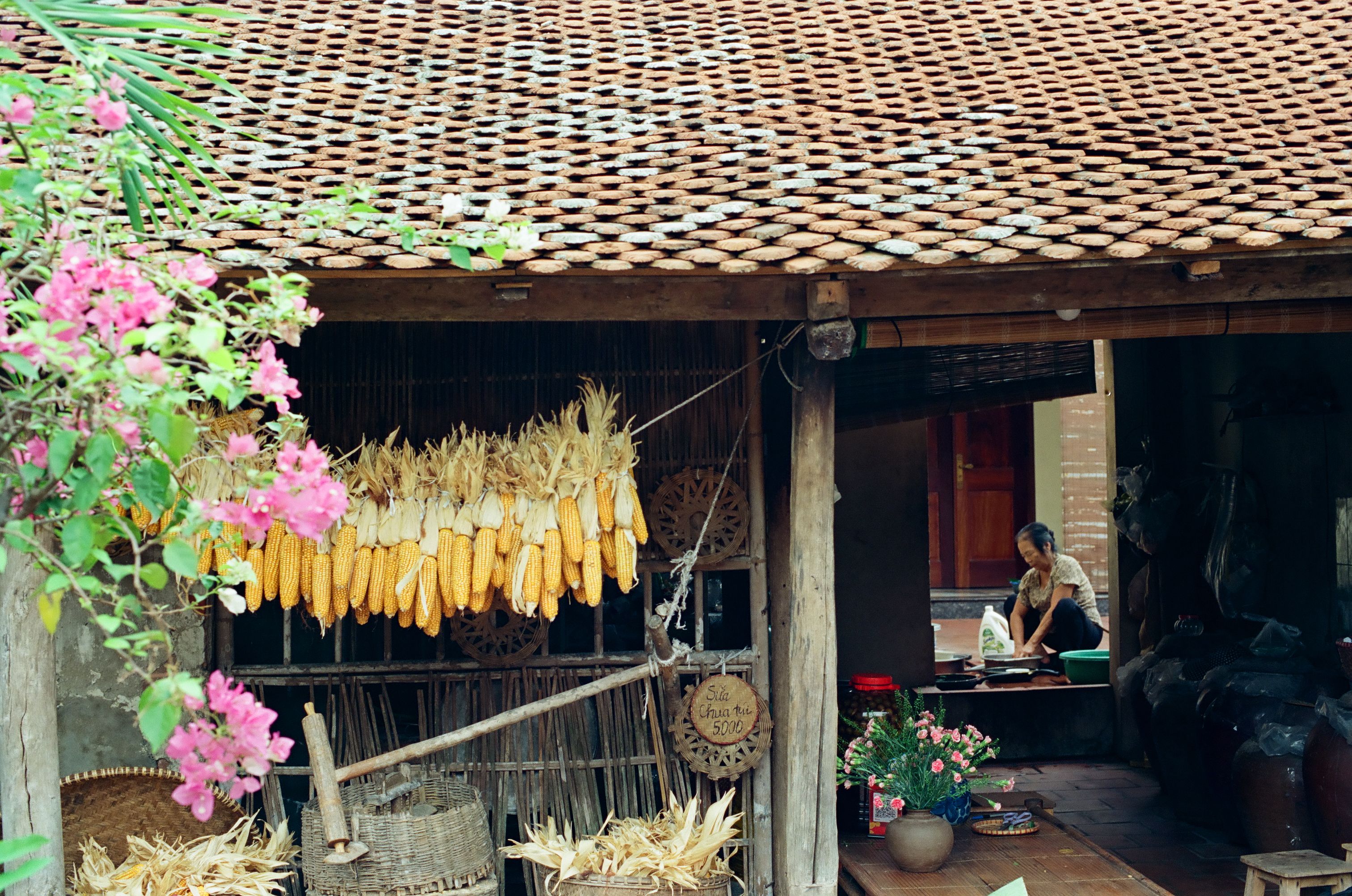 Rustic Countryside Scene with Hanging Corn · Free Stock Photo