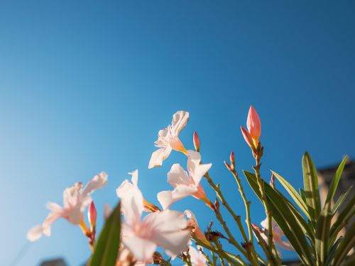 Free Stunning close-up of pink oleander flowers blooming against a vivid blue sky, capturing the essence of a sunny day. Stock Photo