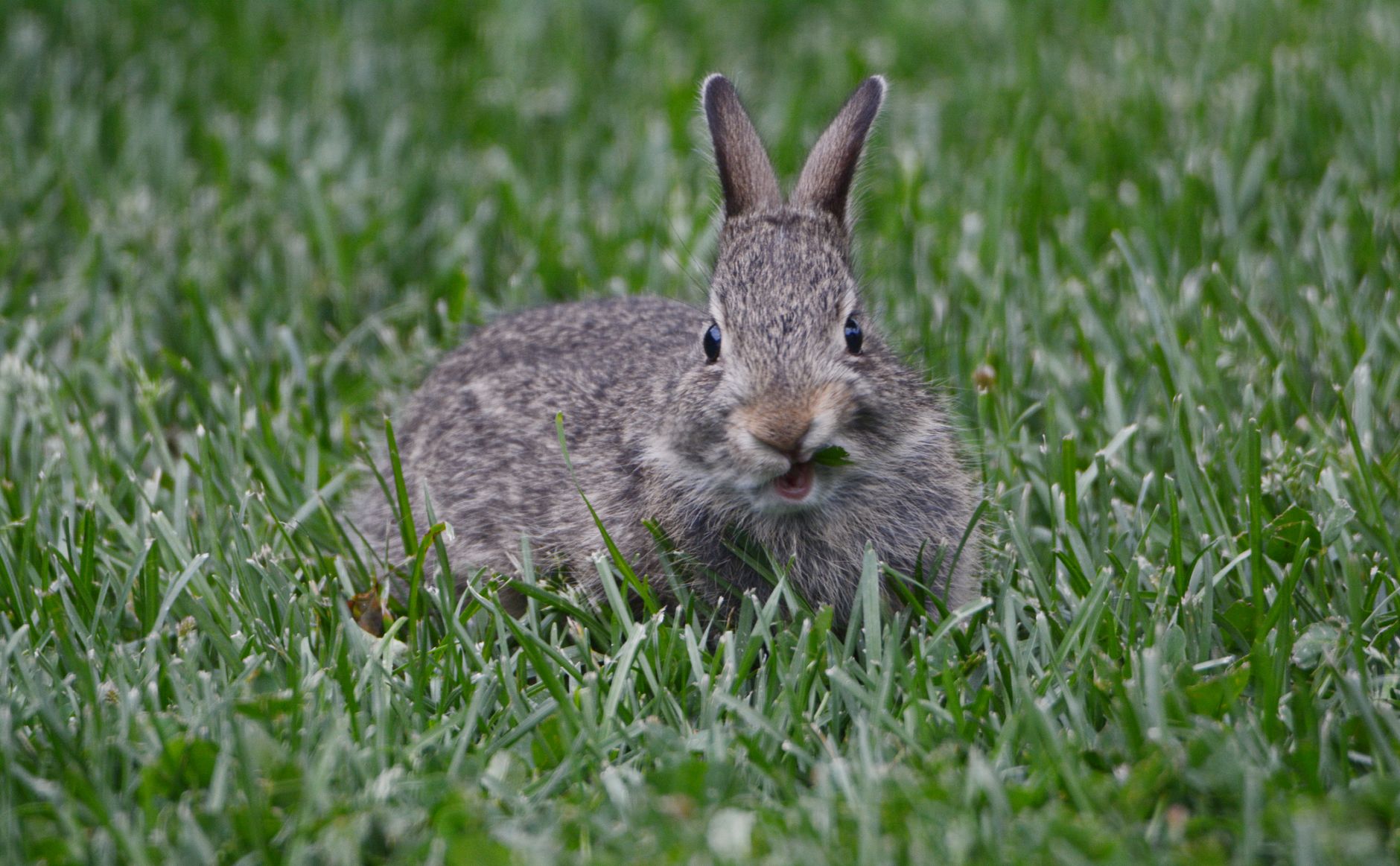 Veterinarian examining a rabbit during a checkup