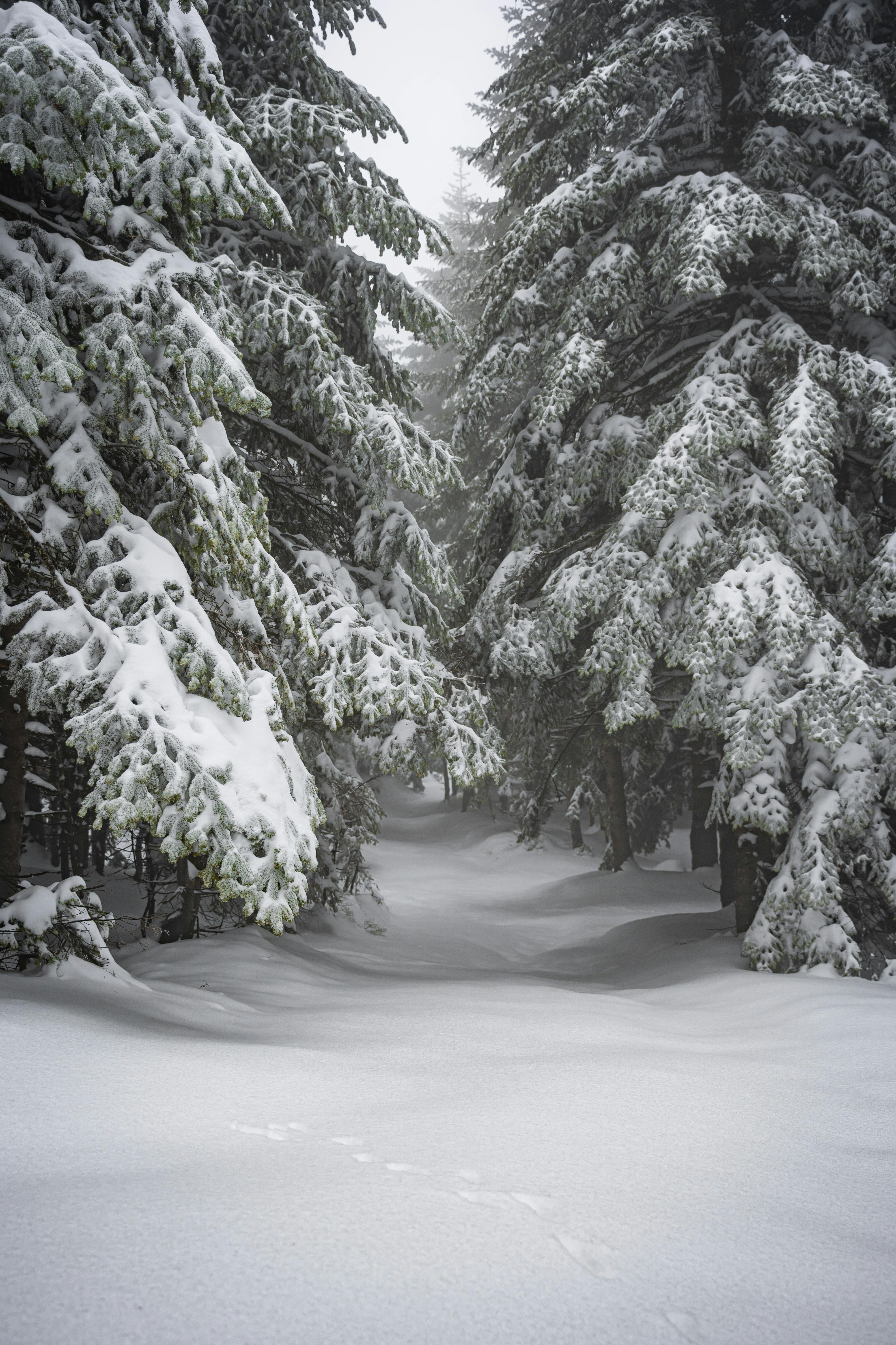 A serene winter scene of a snow-blanketed forest in Bursa, Türkiye.