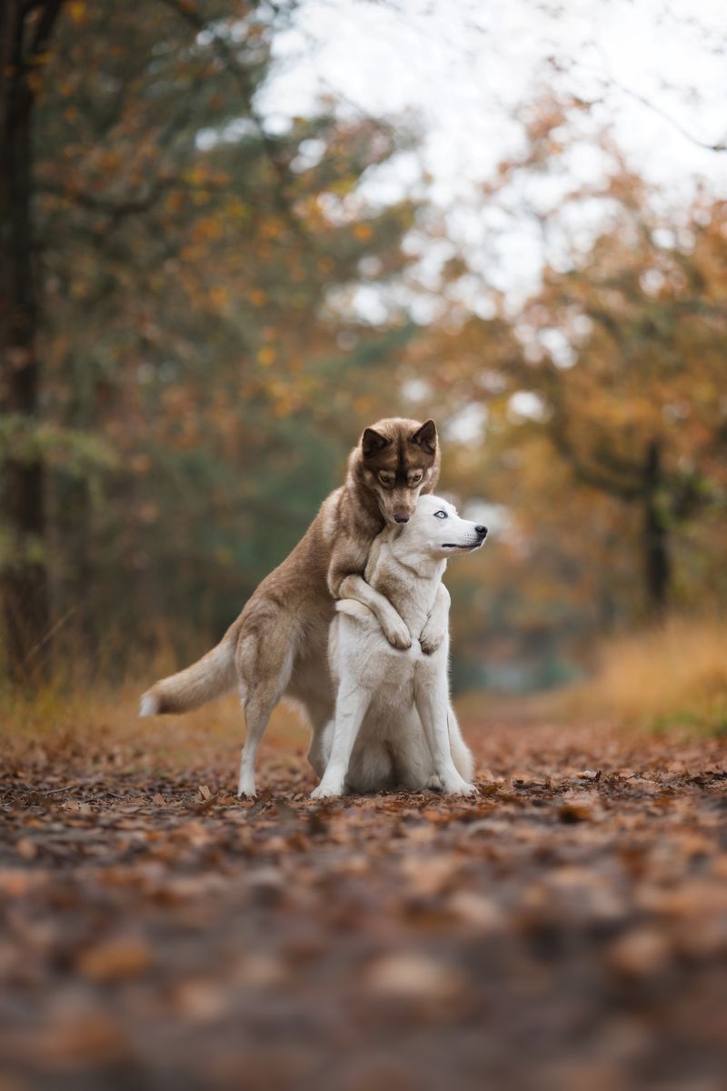 秋の森の犬