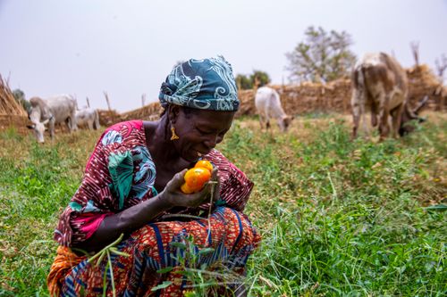 Free A joyful female farmer holding tomatoes in a Nigerian field, surrounded by cattle. Stock Photo