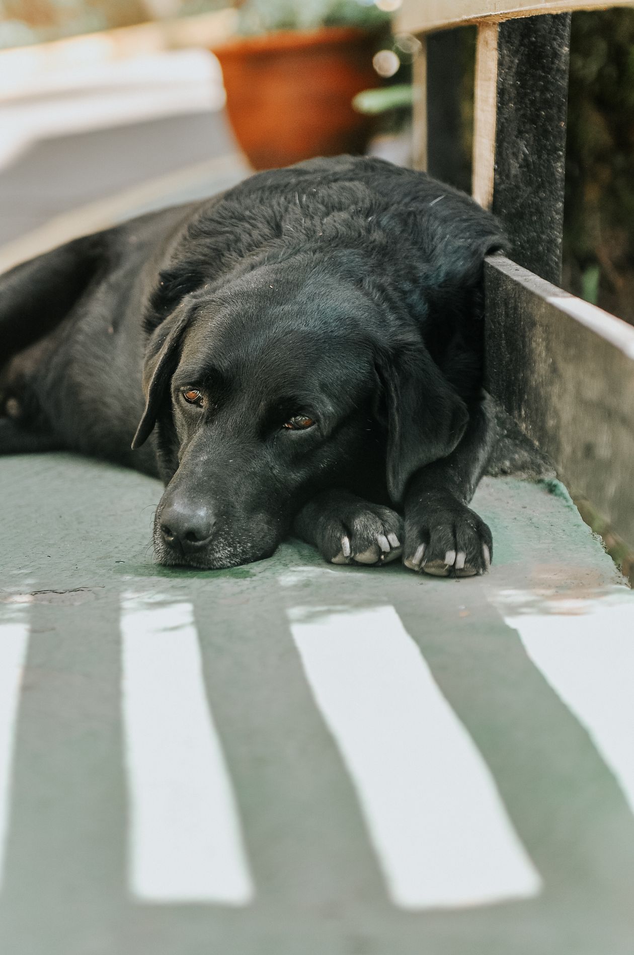 Labrador preto deitado num pátio ensolarado, com aparência calma