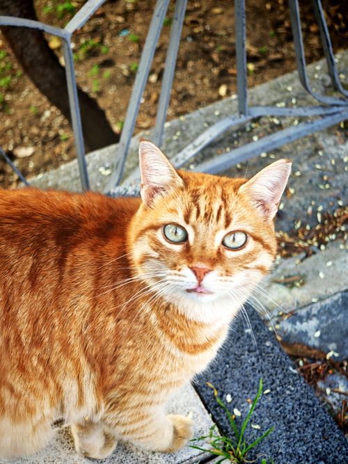 Free A close-up of a ginger tabby cat on outdoor stone steps, looking directly at the camera. Stock Photo