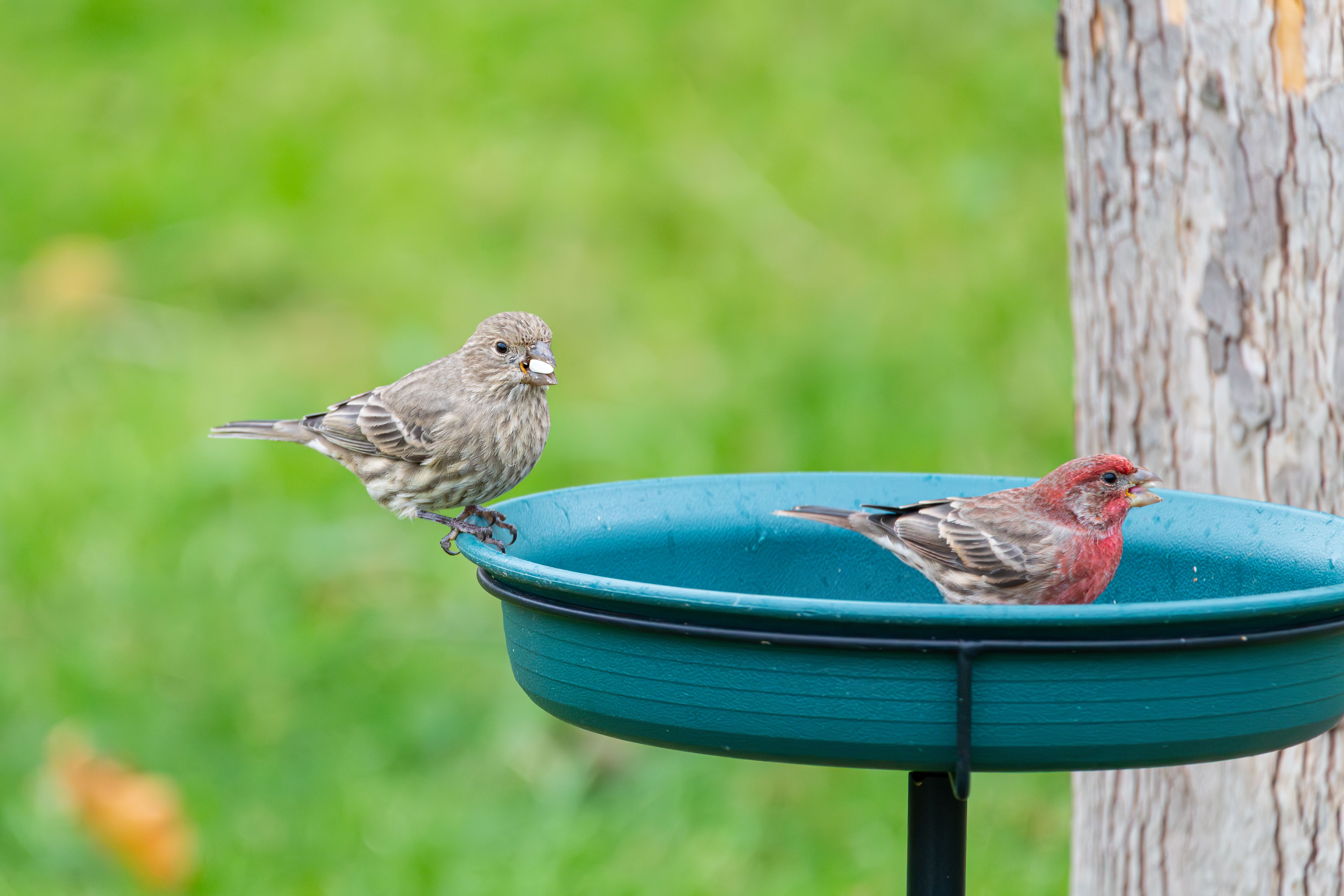 Ecological Benefits of Bird Baths and Feeders