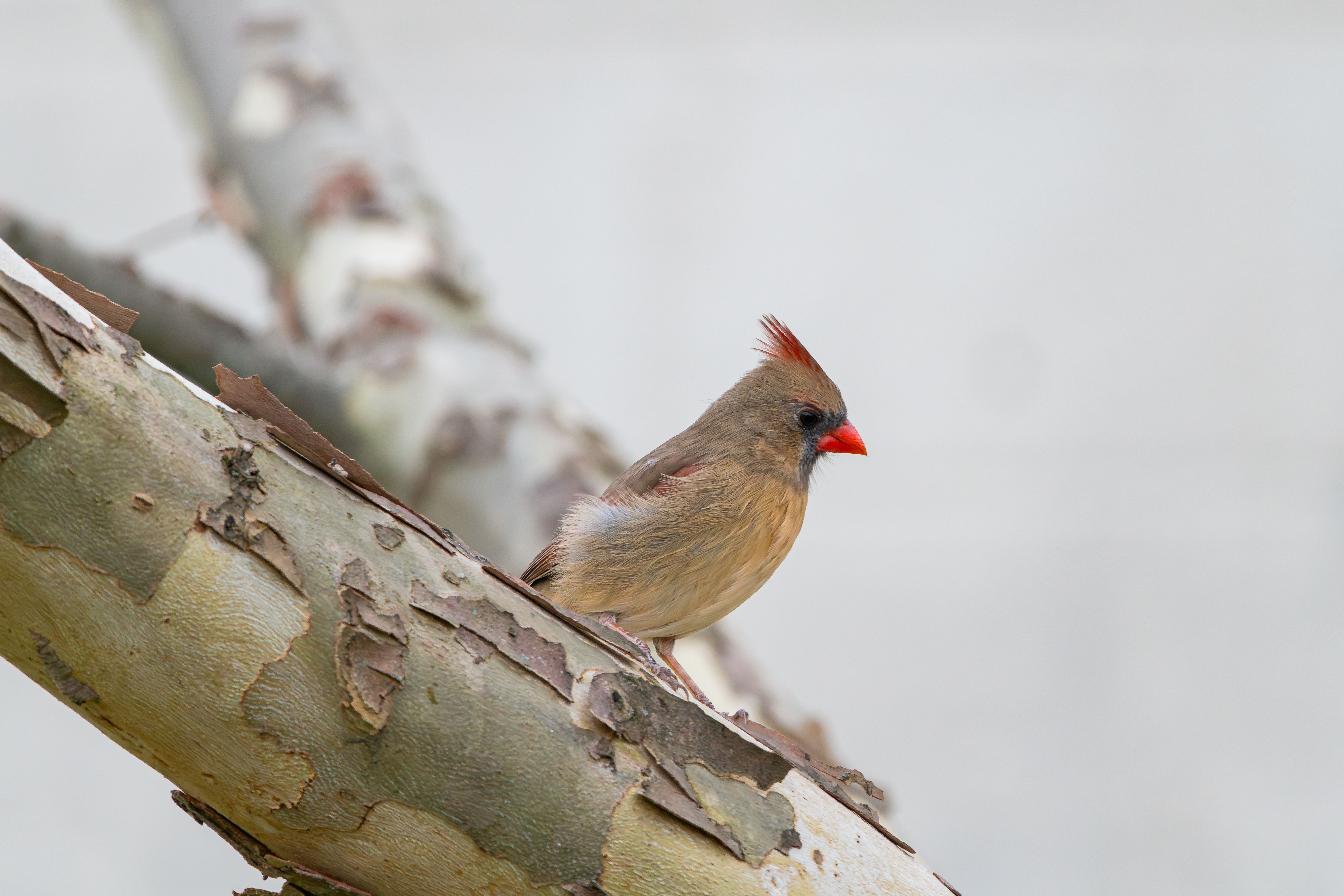 Female Northern Cardinal on a Tree Branch · Free Stock Photo