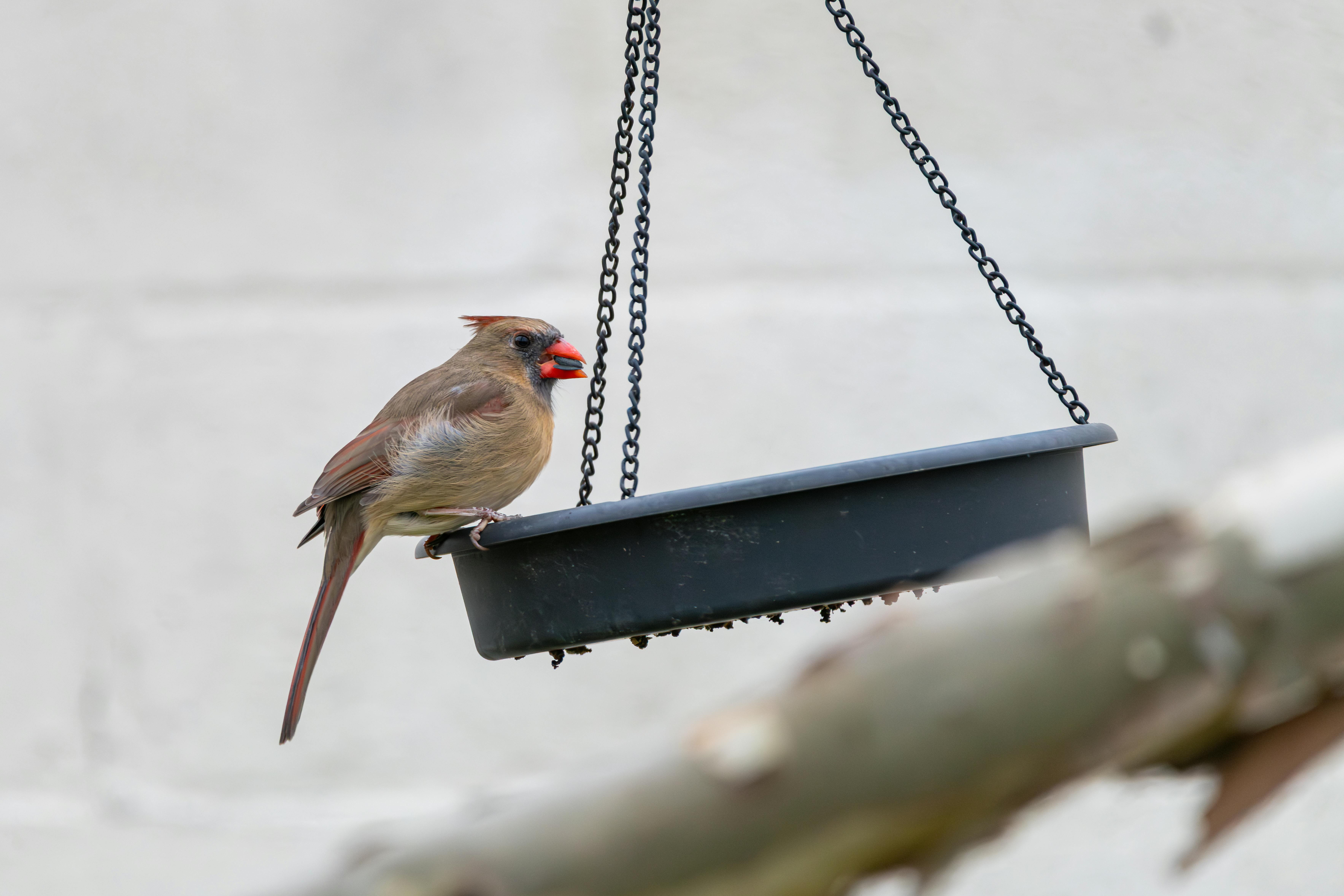 A female Northern Cardinal perches on a bird feeder in Canonsburg, Pennsylvania.