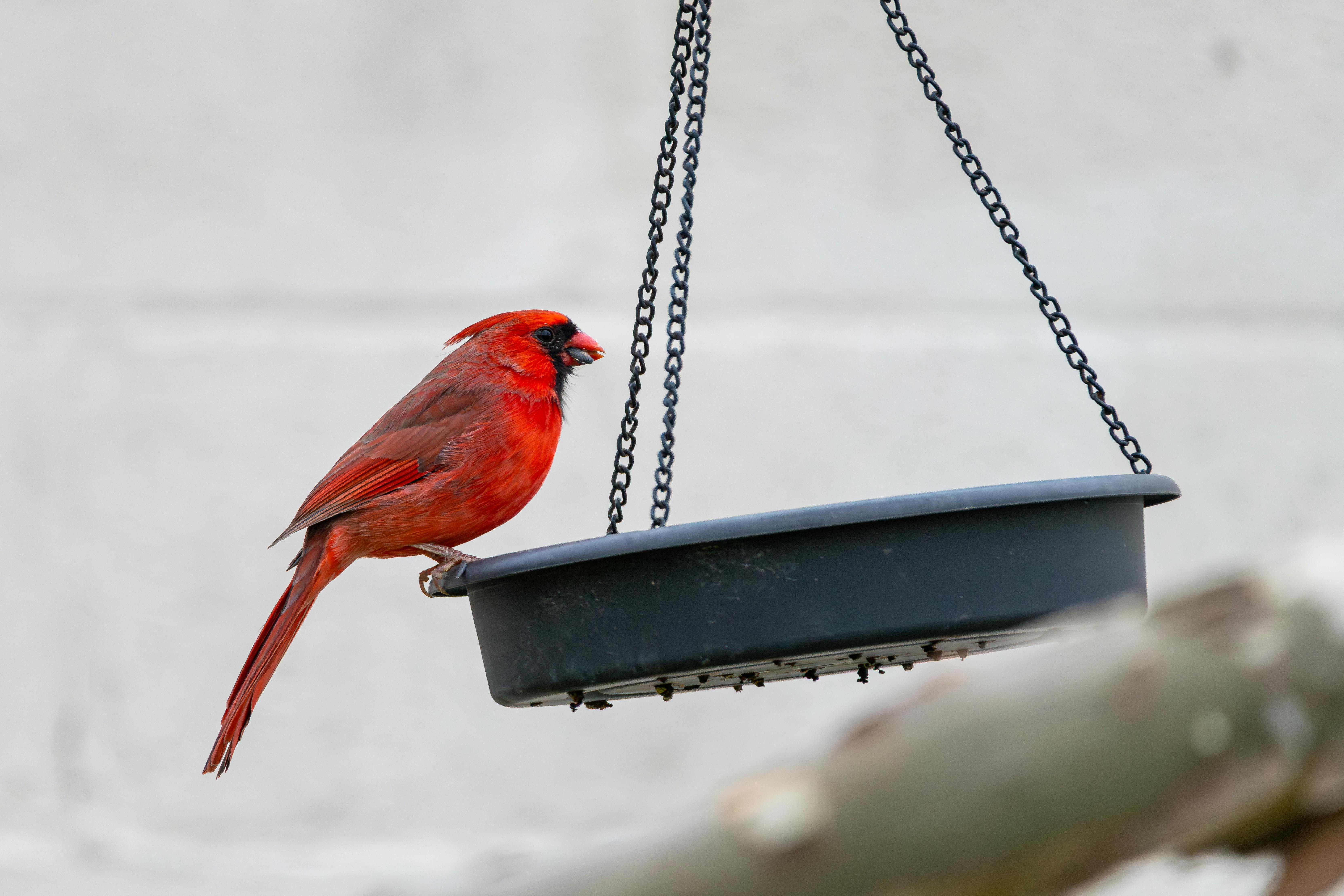 Arizona Cardinals Fantasy Football Cheat Sheet For 2026: Jeremiyah Love, Trey McBride and More — Photo by Jay Brand on Pexels