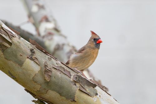 Free Close-up of a female Northern Cardinal standing on a tree branch against a neutral background. Stock Photo