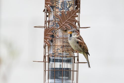 Free House sparrow perched on a bird feeder outdoors in Canonsburg, Pennsylvania. Stock Photo