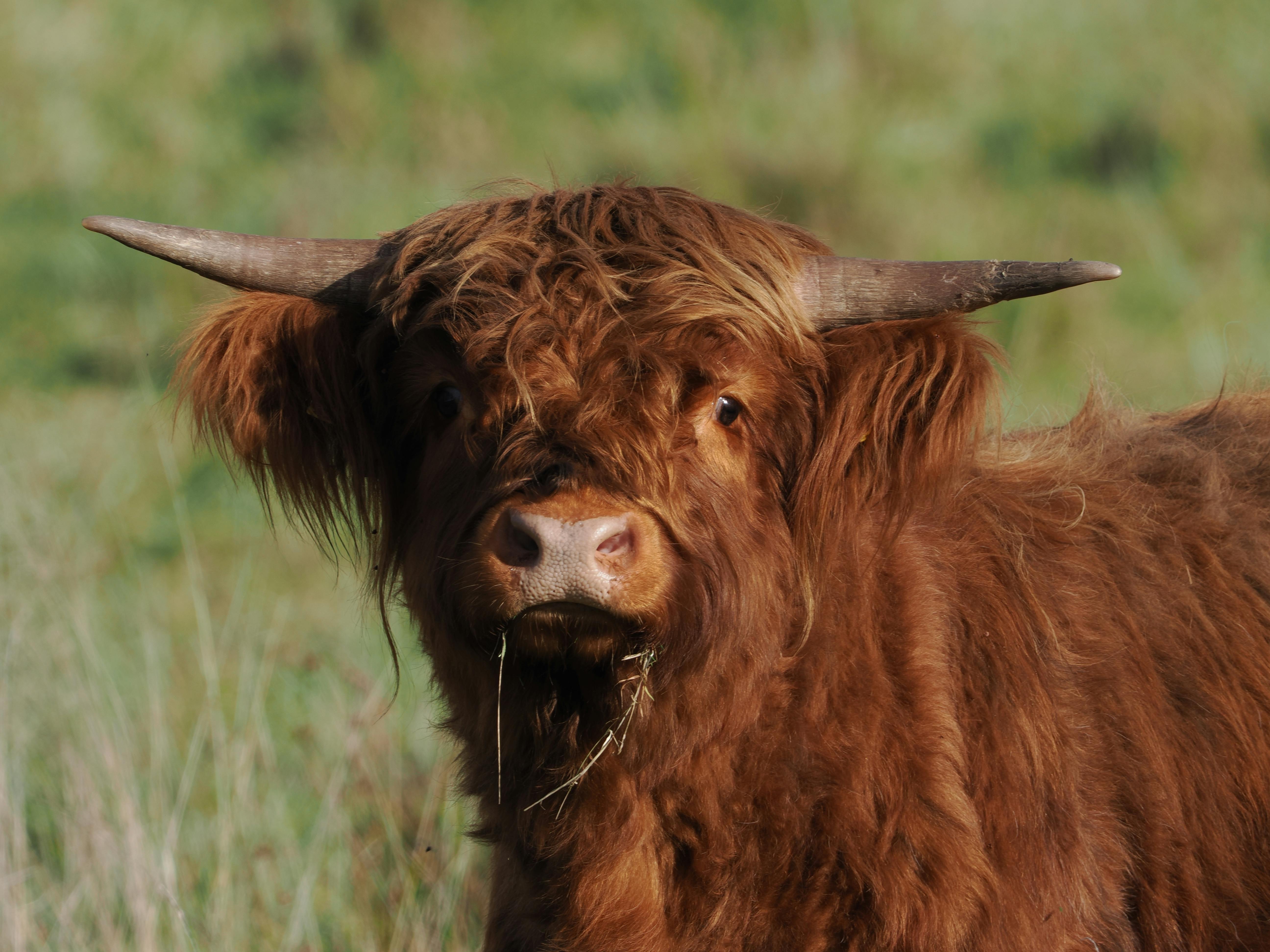 Gratuit Photos gratuites de agriculture, allemagne, animal Photos