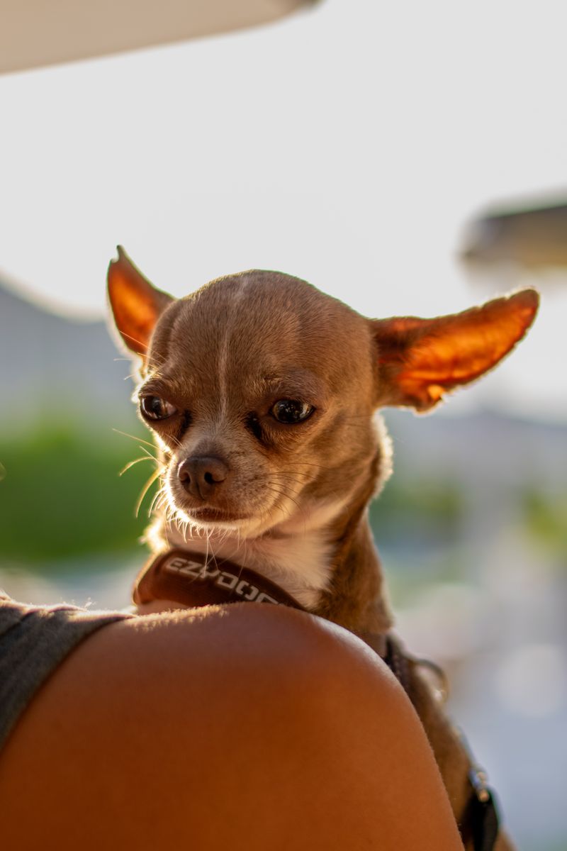 Otis - photo 1