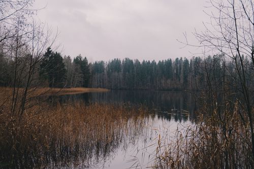 Free A tranquil autumn scene of a lake surrounded by trees in Paunküla, Estonia. Stock Photo