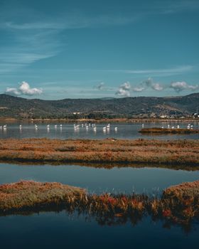 Peaceful view of flamingoes in a serene wetland, reflecting a tranquil and natural atmosphere.