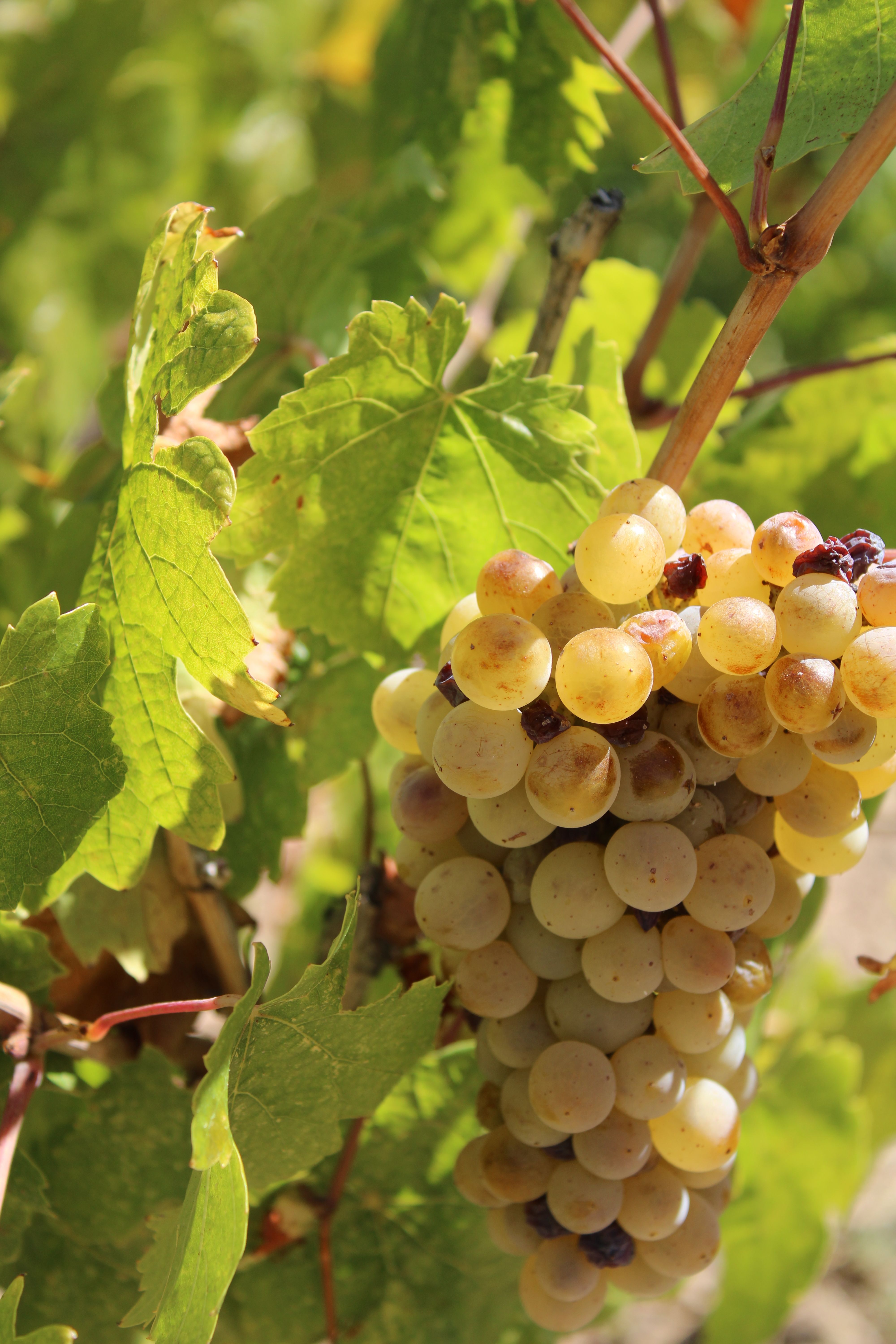 Lush green vineyard with ripe grapes, perfect for wine making.