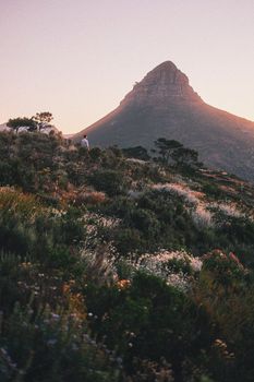 Dusk view of Lion's Head Mountain, Cape Town with lush vegetation in the foreground.