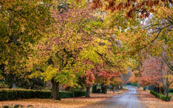 Picturesque autumn road lined with vibrant trees in full fall colors, depicting a serene outdoor setting.