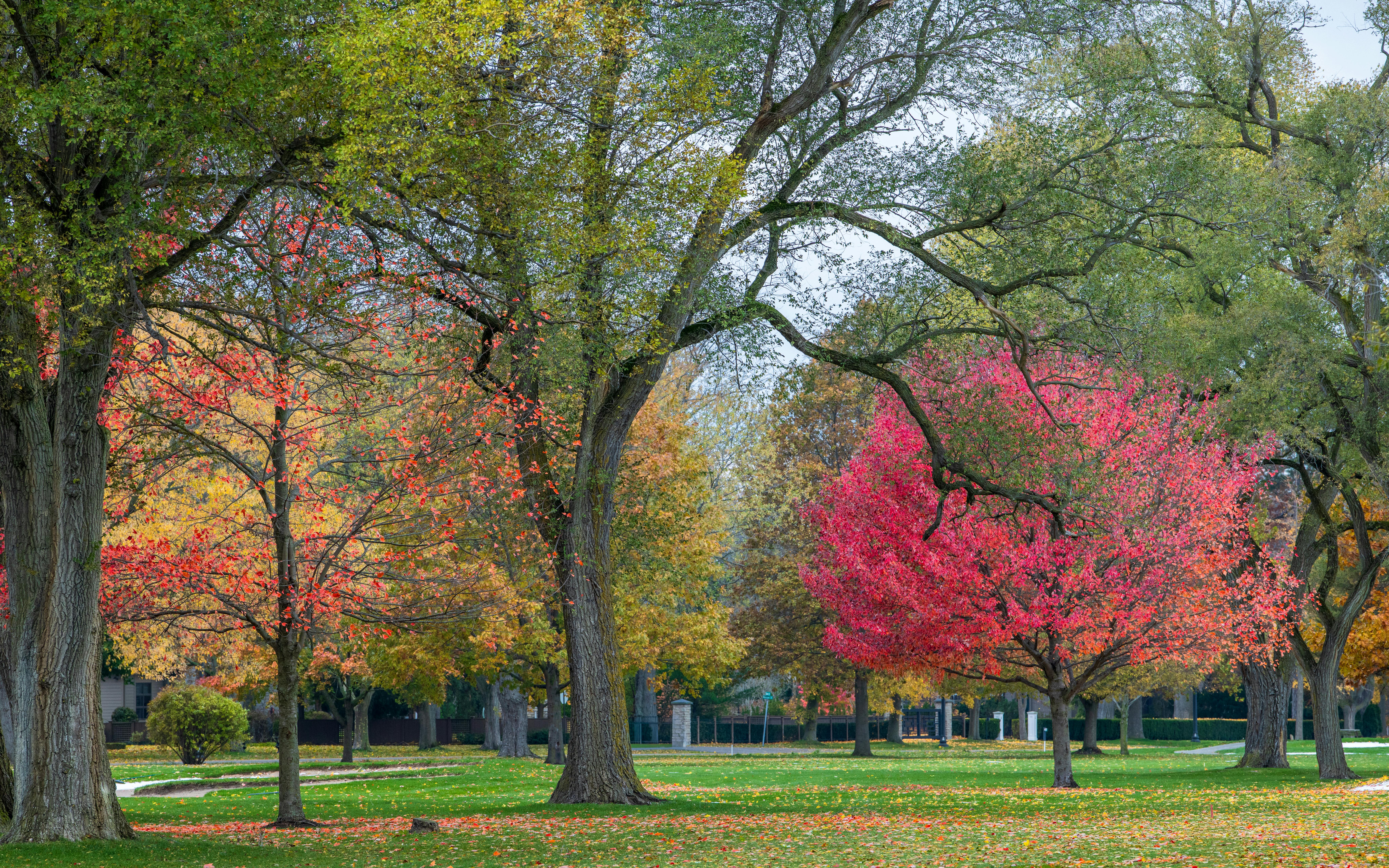 Vibrant fall foliage in a tranquil park with colorful autumn trees.