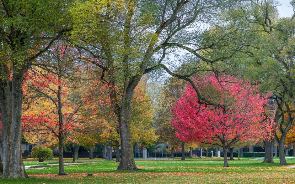 Photo by Ali Soheil on Pexels Vibrant fall foliage in a tranquil park with colorful autumn trees.