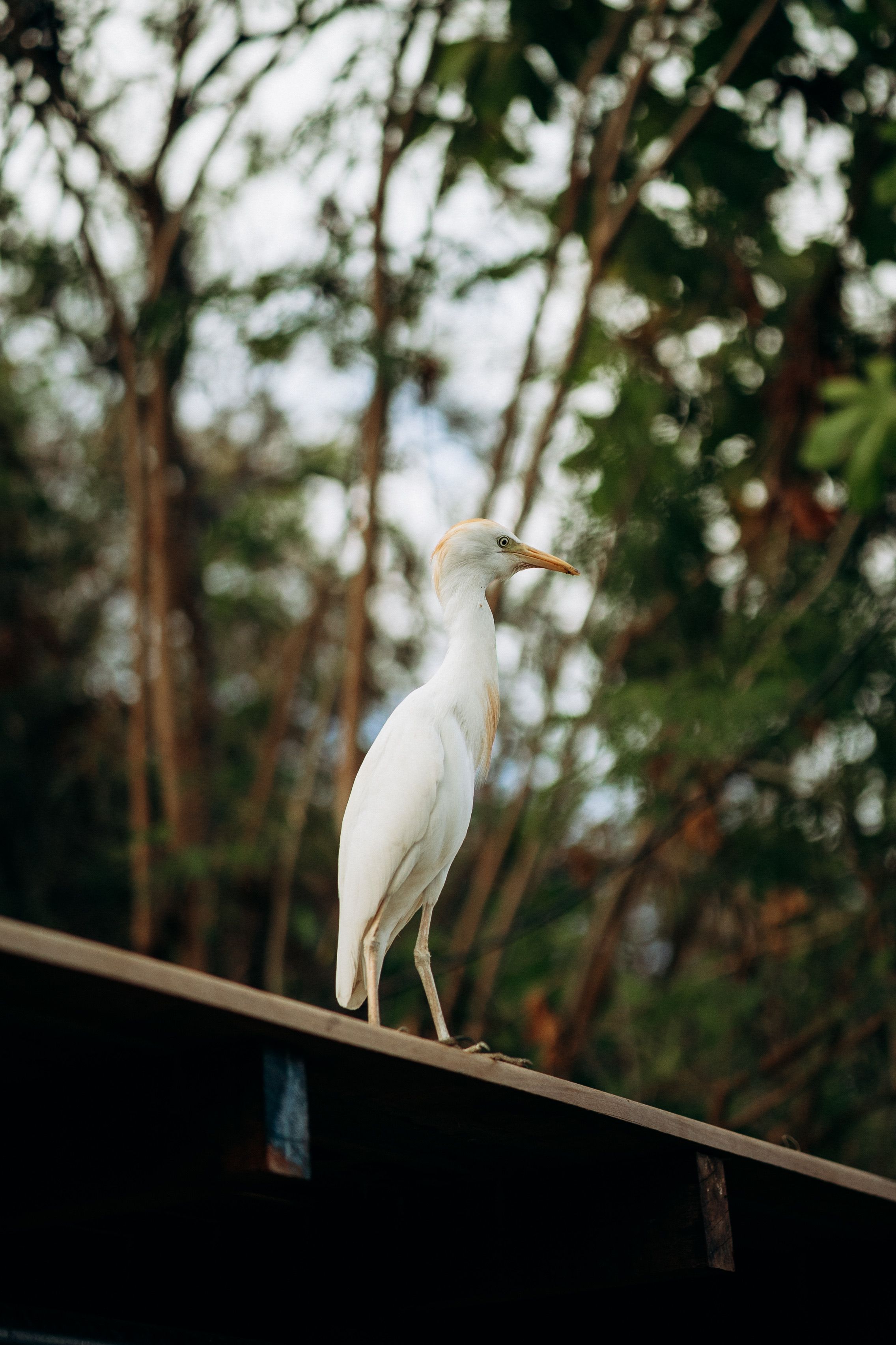 A graceful white egret perched on a roof against a verdant background in Brazil, showcasing nature's beauty.