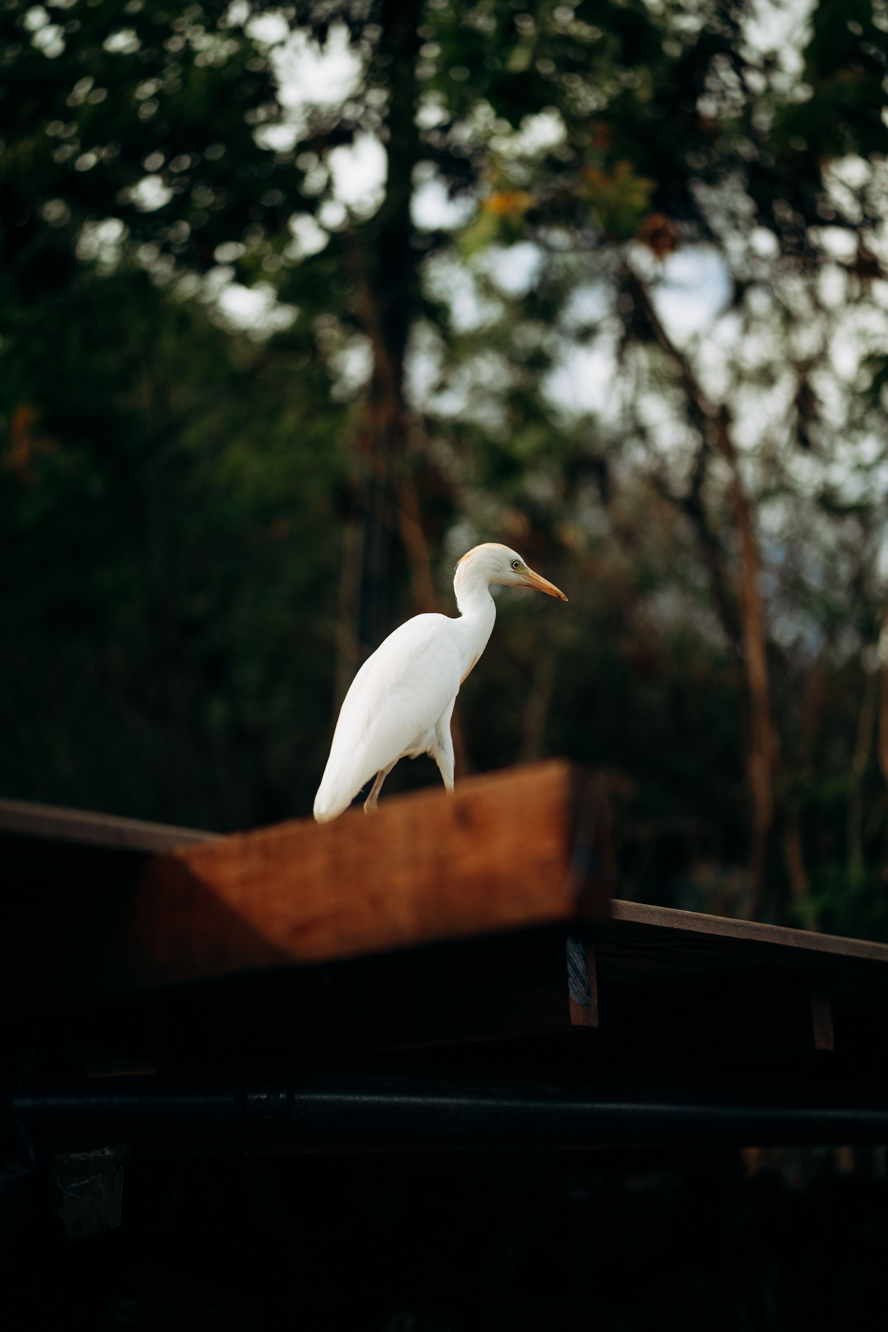 A white egret perched on a roof, surrounded by lush green tropical foliage in Brazil.