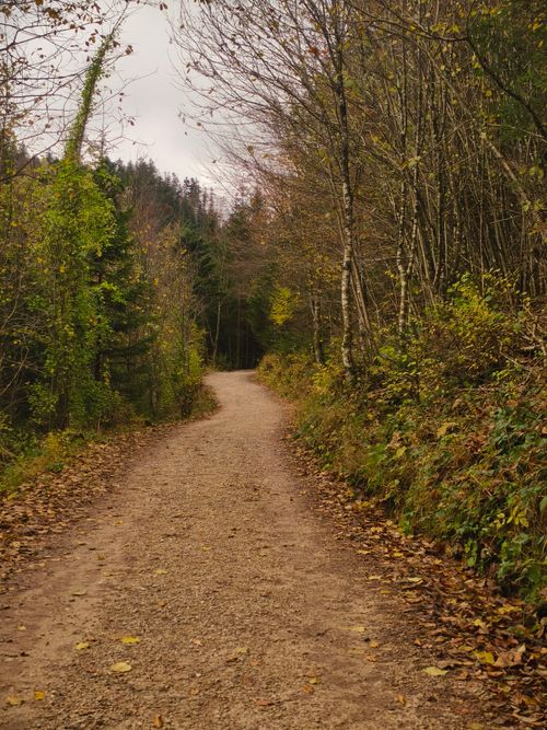 Free Peaceful forest path in autumn surrounded by trees with colorful leaves. Ideal for seasonal and nature themes. Stock Photo