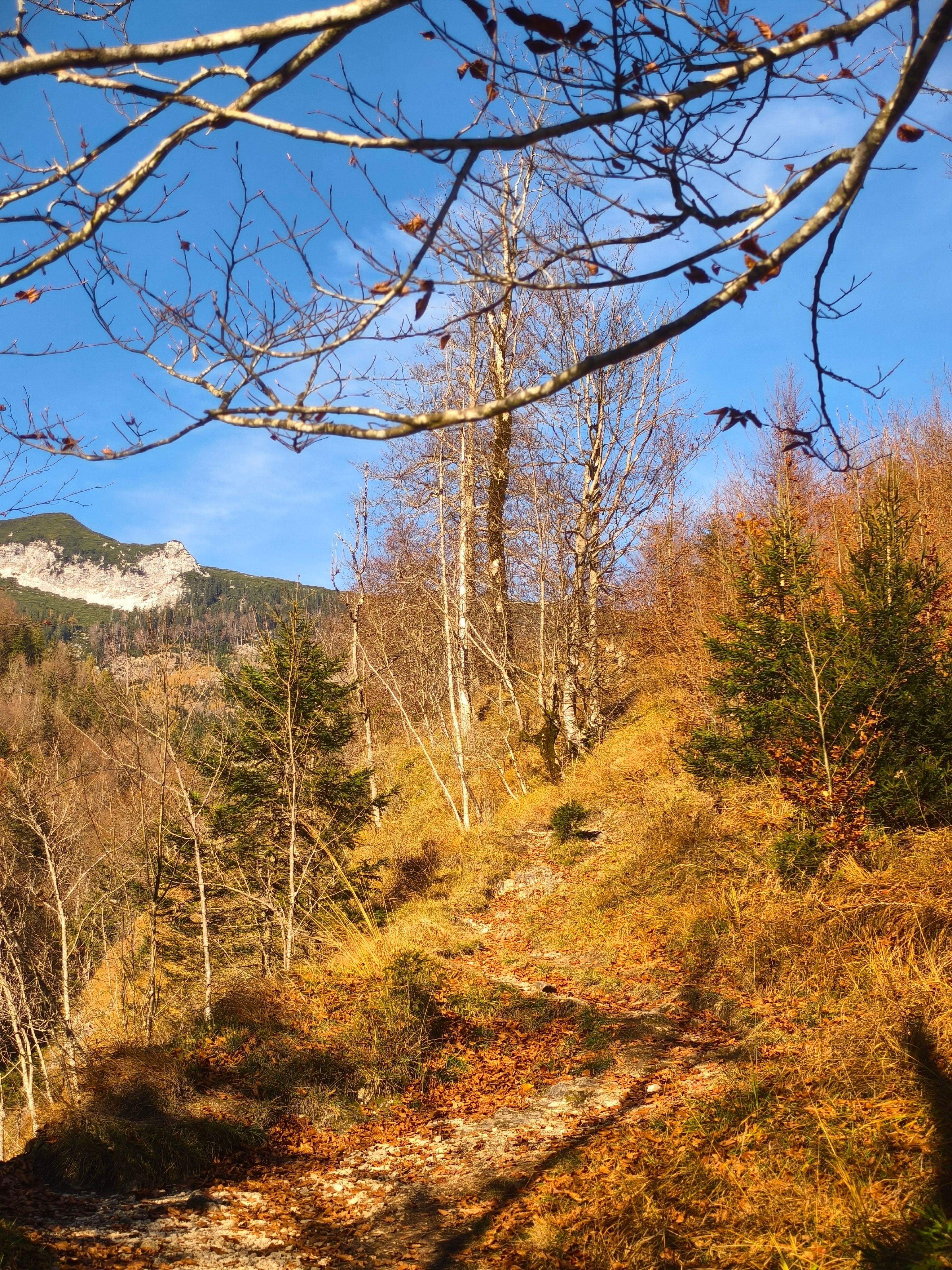 Scenic Autumn Mountain Landscape with Birch Trees · Free Stock Photo