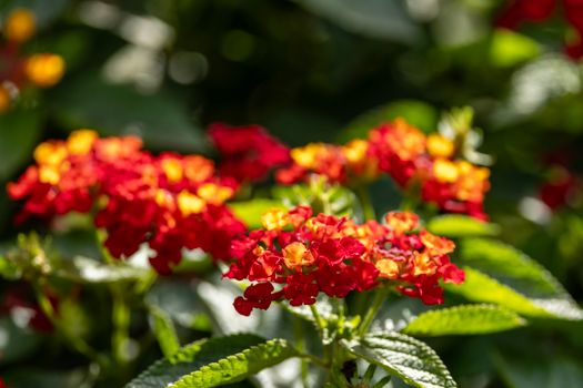 Close-up of colorful lantana flowers basking in warm sunlight, showcasing vivid red and yellow hues.