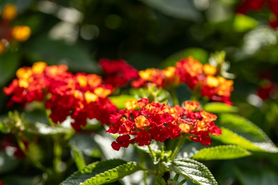Estanques de koi rodeados de heliconias y hortensias en los jardines de Bajo Boquete