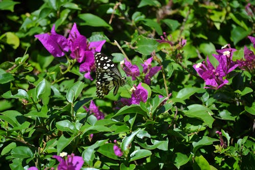 Free stock photo of butterfly, flowers, mariposa
