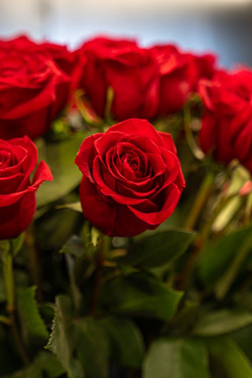 Free A bunch of vibrant red roses in full bloom with lush green leaves. Perfect for romantic themes. Stock Photo
