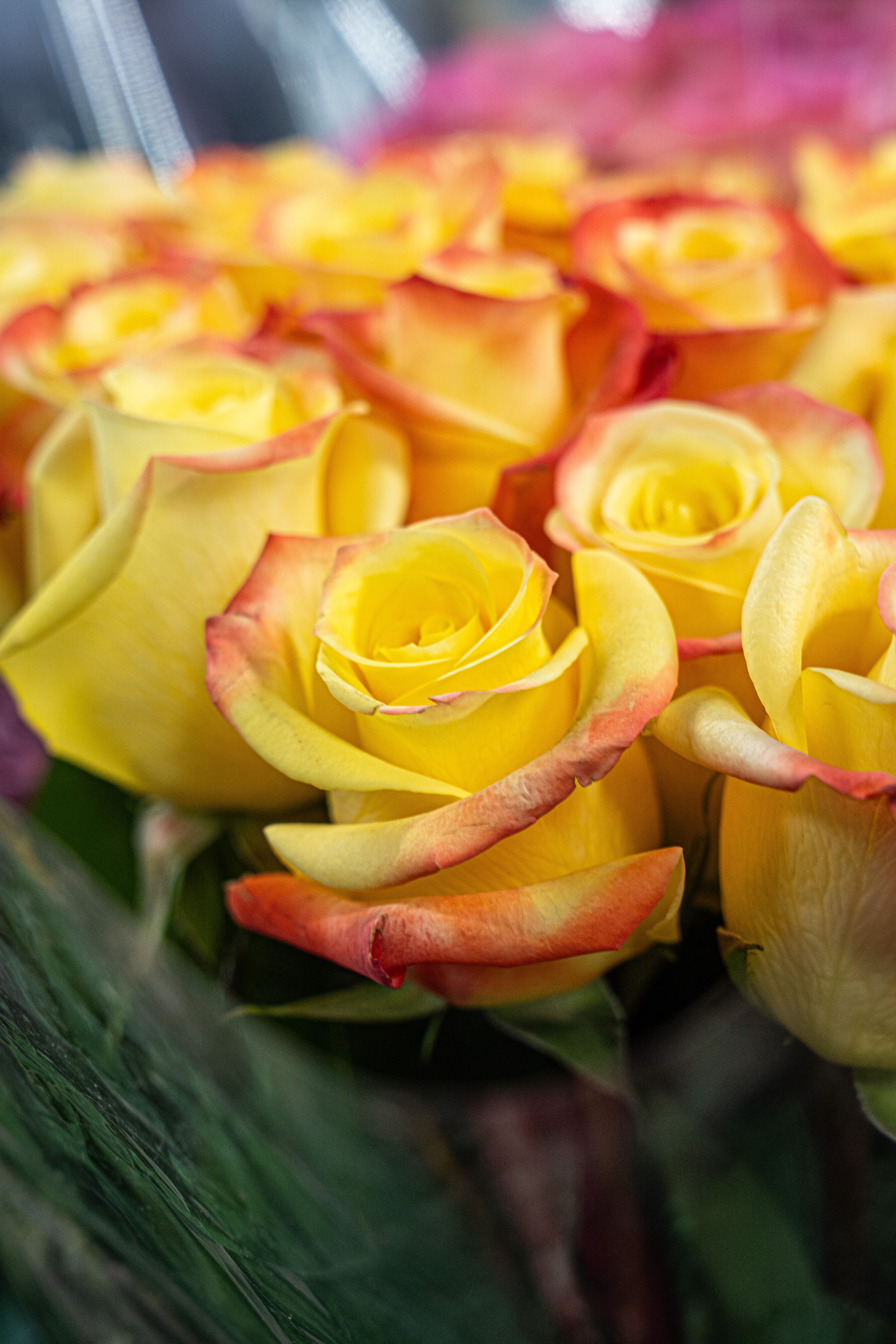 Vibrant Yellow Roses with Red Tips in Bloom · Free Stock Photo