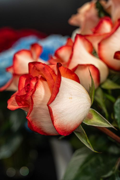 Close-Up of Bi-Color Rose Blossoms · Free Stock Photo