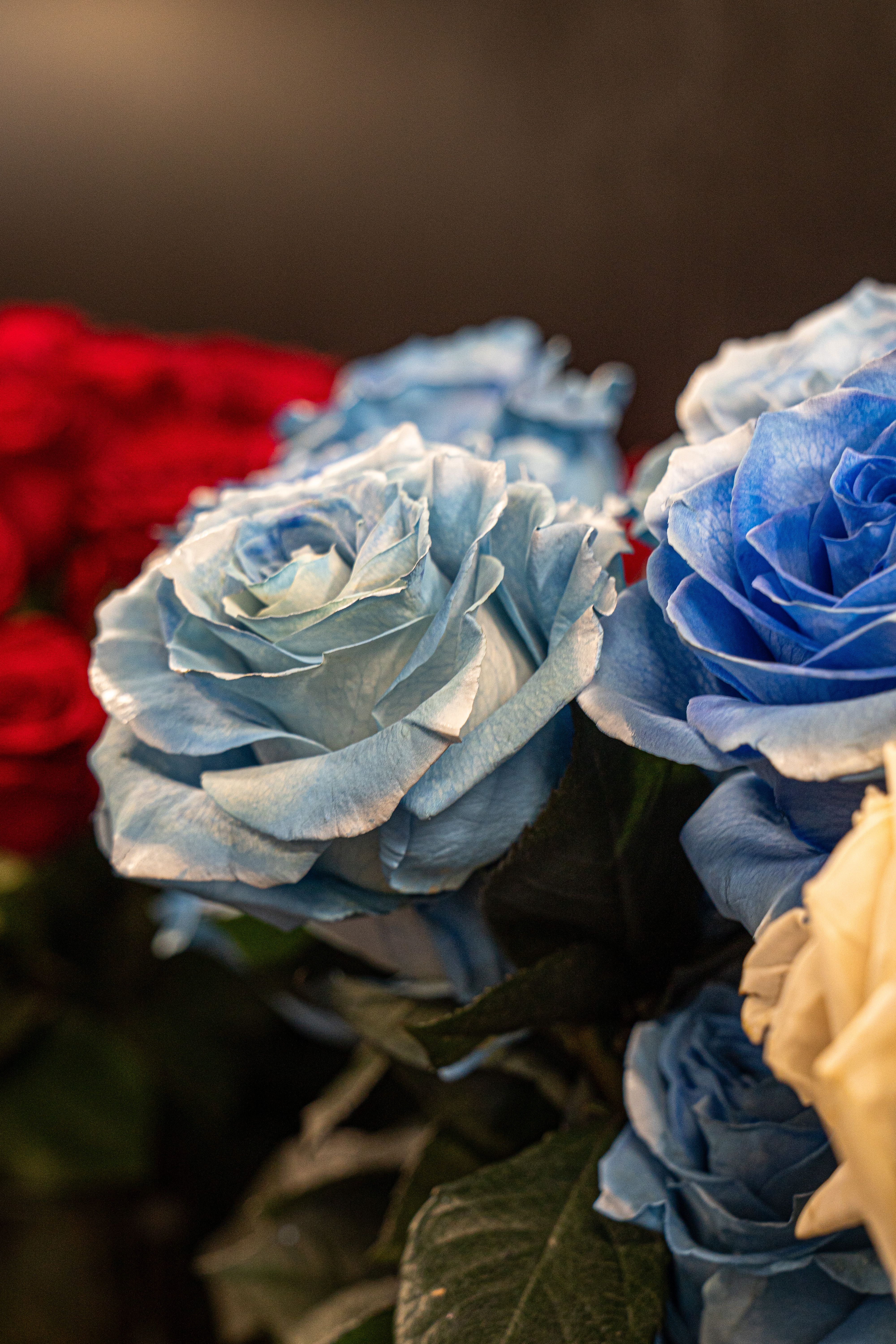 Close-Up of Vibrant Blue and Red Roses · Free Stock Photo