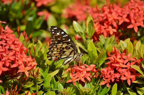 Free stock photo of butterfly, butterfly on a flower, field