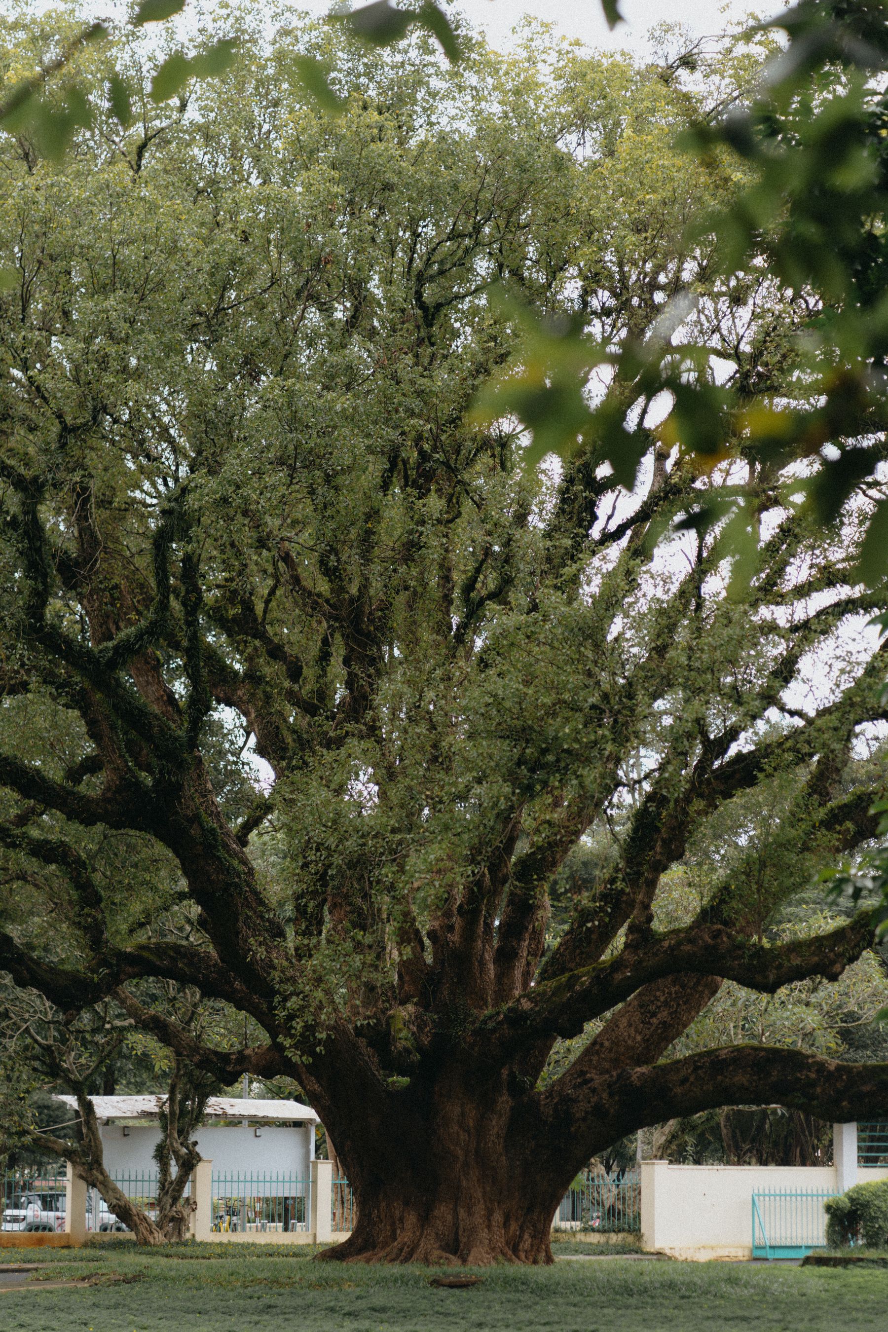 Grand arbre en pleine santé