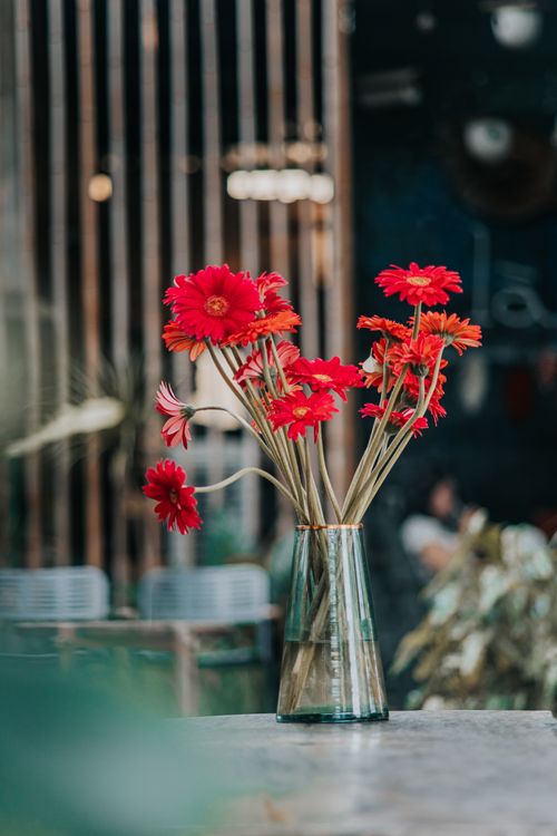 Free A stylish arrangement of vibrant red Gerbera daisies in a glass vase against a blurred background. Stock Photo