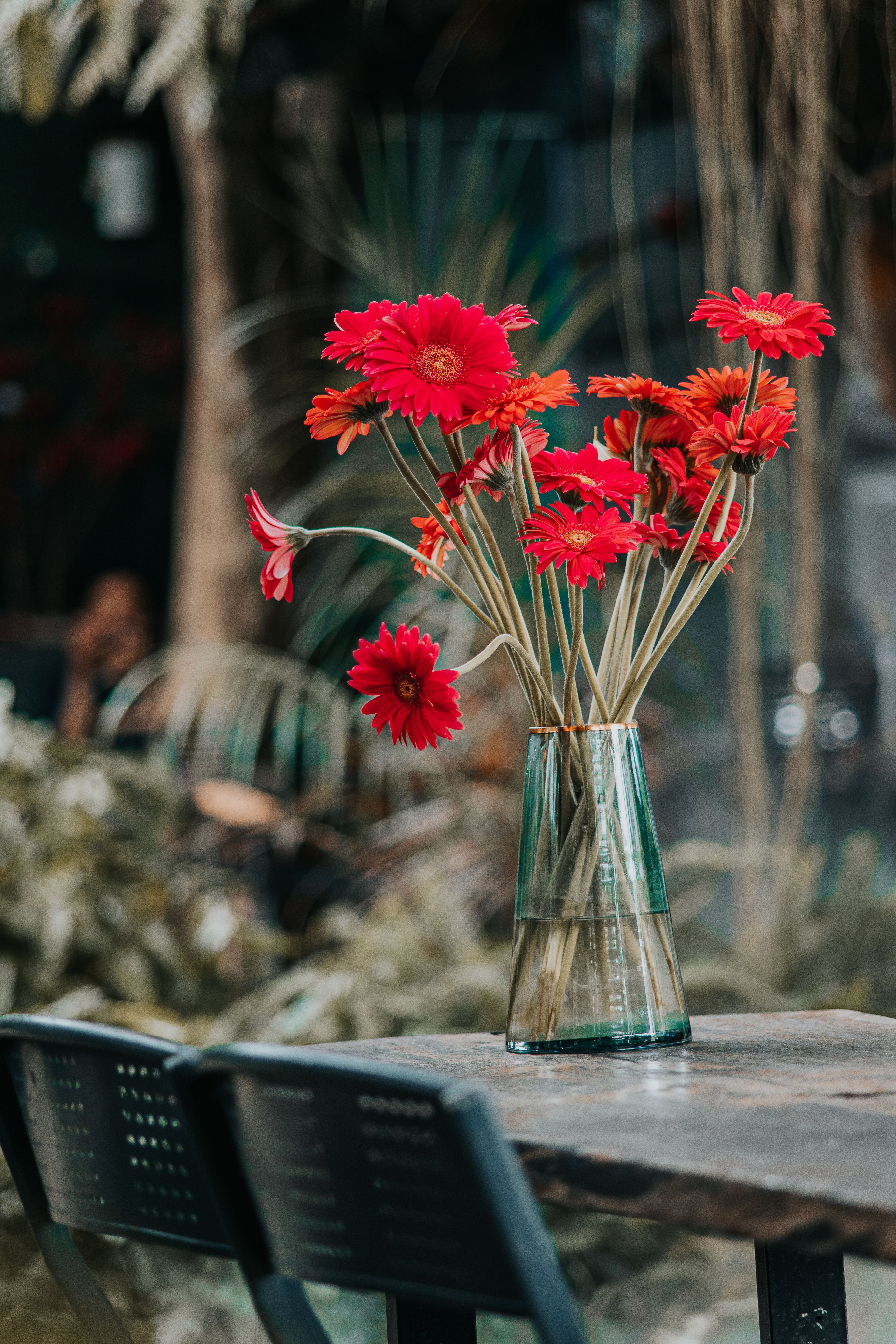 [ColoSach]-elegant-arrangement-of-red-gerbera-daisies-in-a-clear-glass-vase-on-a-rustic-table.