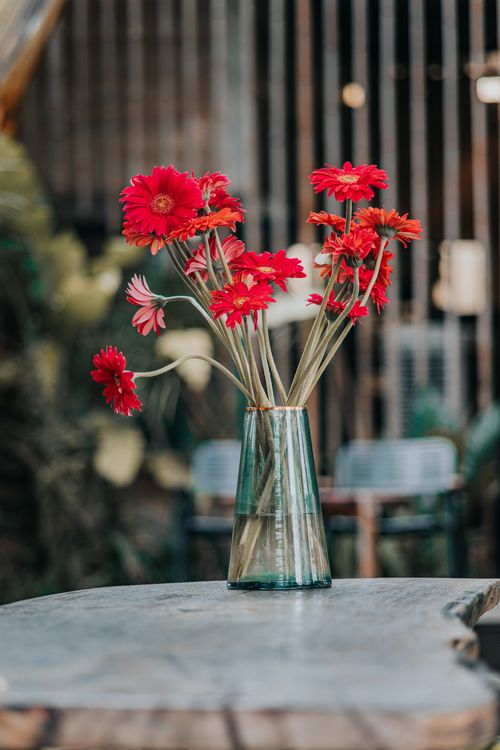 Free A bouquet of bright red gerbera daisies elegantly arranged in a clear glass vase on a rustic table. Stock Photo
