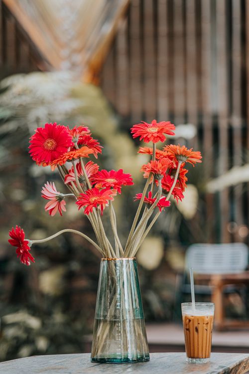 Free A lively display of red gerbera daisies in a vase alongside iced coffee, indoors. Stock Photo